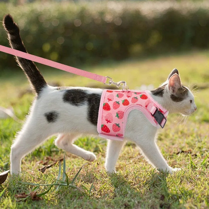 Ausbruchsicheres Geschirr-Halsband-Set für Katzen